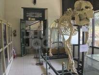 31-museum-biologi-jogja
